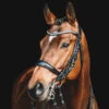 Schockemohle Equitus Gamma Anatomic Dressage Double Bridle 2 Schockemohle Equitus Gamma Anatomic Dressage Double Bridle -Lemieux Shop 1111 00011 c1105