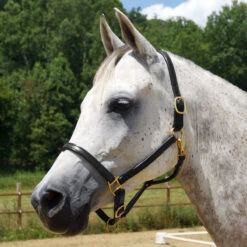 Quiet Creek Leather Halter .75 Inch Premium -Lemieux Shop 11321 c1105 3eba5817 2ace 4e32 aa4f 28bf31ccbf59