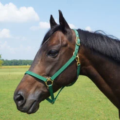 Walsh Nylon Halter .75 Inch -Lemieux Shop 1136 c1133