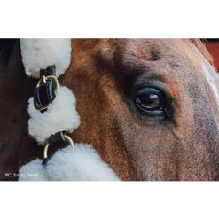 Perris Sheepskin Shipping Halter -Lemieux Shop 125h c1126 alt2