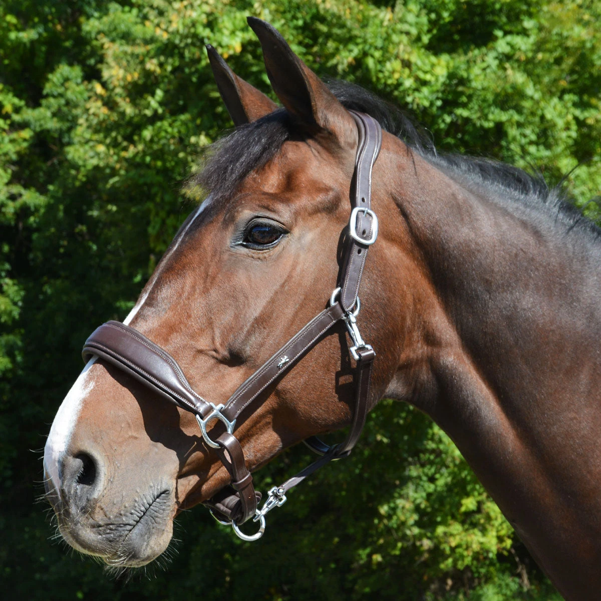 Schockemohle Fremont Anatomic Leather Halter 7 Schockemohle Fremont Anatomic Leather Halter - Image 5