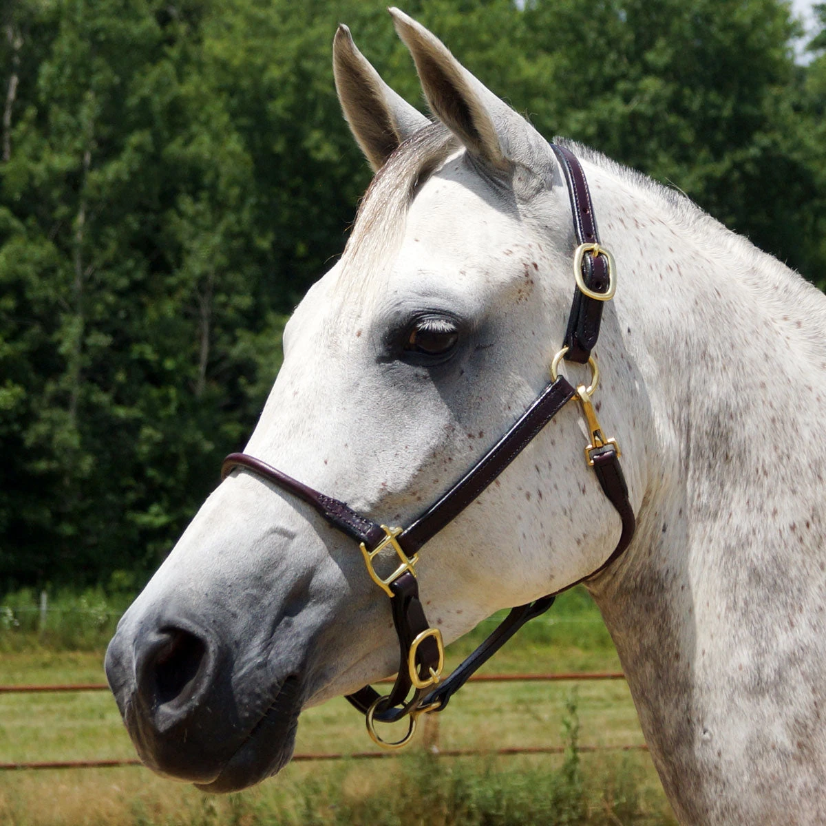 Quiet Creek Deluxe Rolled Nose Arabian Halter 3 Quiet Creek Deluxe Rolled Nose Arabian Halter