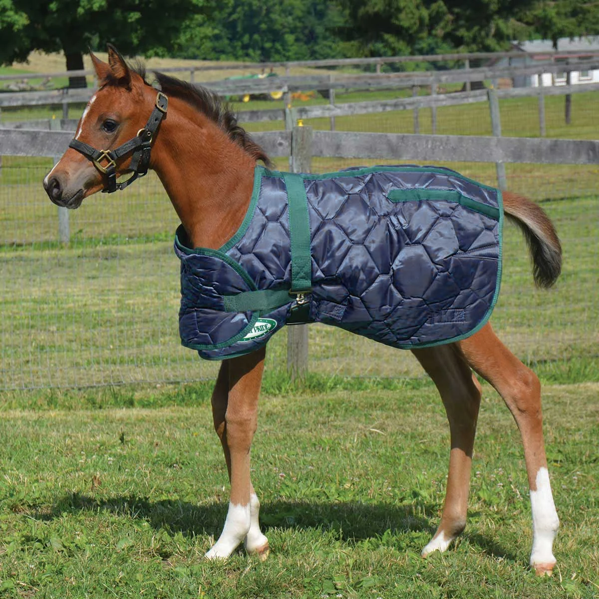Country Pride 420D Foal Blanket 3 Country Pride 420D Foal Blanket