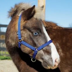Weaver Leather Weaver Miniature Horse Adjustable Nylon Halter Large 12 Weaver Leather Weaver Miniature Horse Adjustable Nylon Halter Large -Lemieux Shop 35 4805 c1106