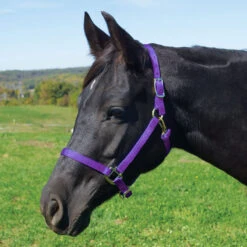 Weaver Leather Weaver Nylon Halter Average - Arabian Size -Lemieux Shop 35 5035 c1157