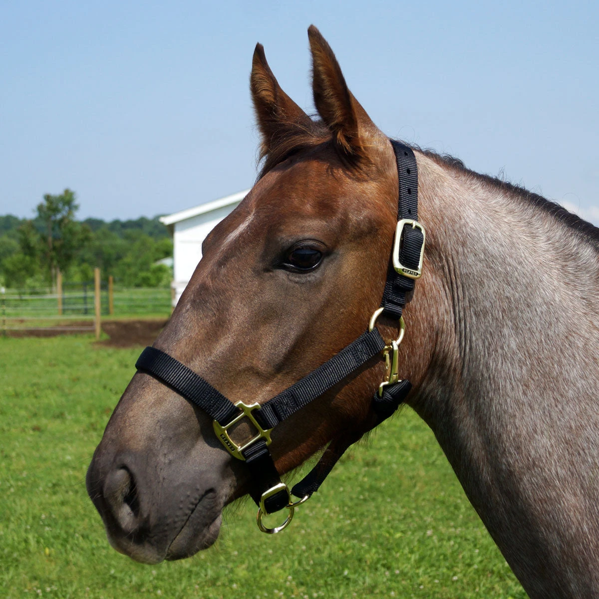 Weaver Leather Weaver Original Yearling Horse Nylon Halter 3 Weaver Leather Weaver Original Yearling Horse Nylon Halter