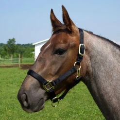 Weaver Leather Weaver Original Yearling Horse Nylon Halter 12 Weaver Leather Weaver Original Yearling Horse Nylon Halter -Lemieux Shop 35 7033 c1105 87b43eb9 2a28 4180 b9f2 1744a580b04b