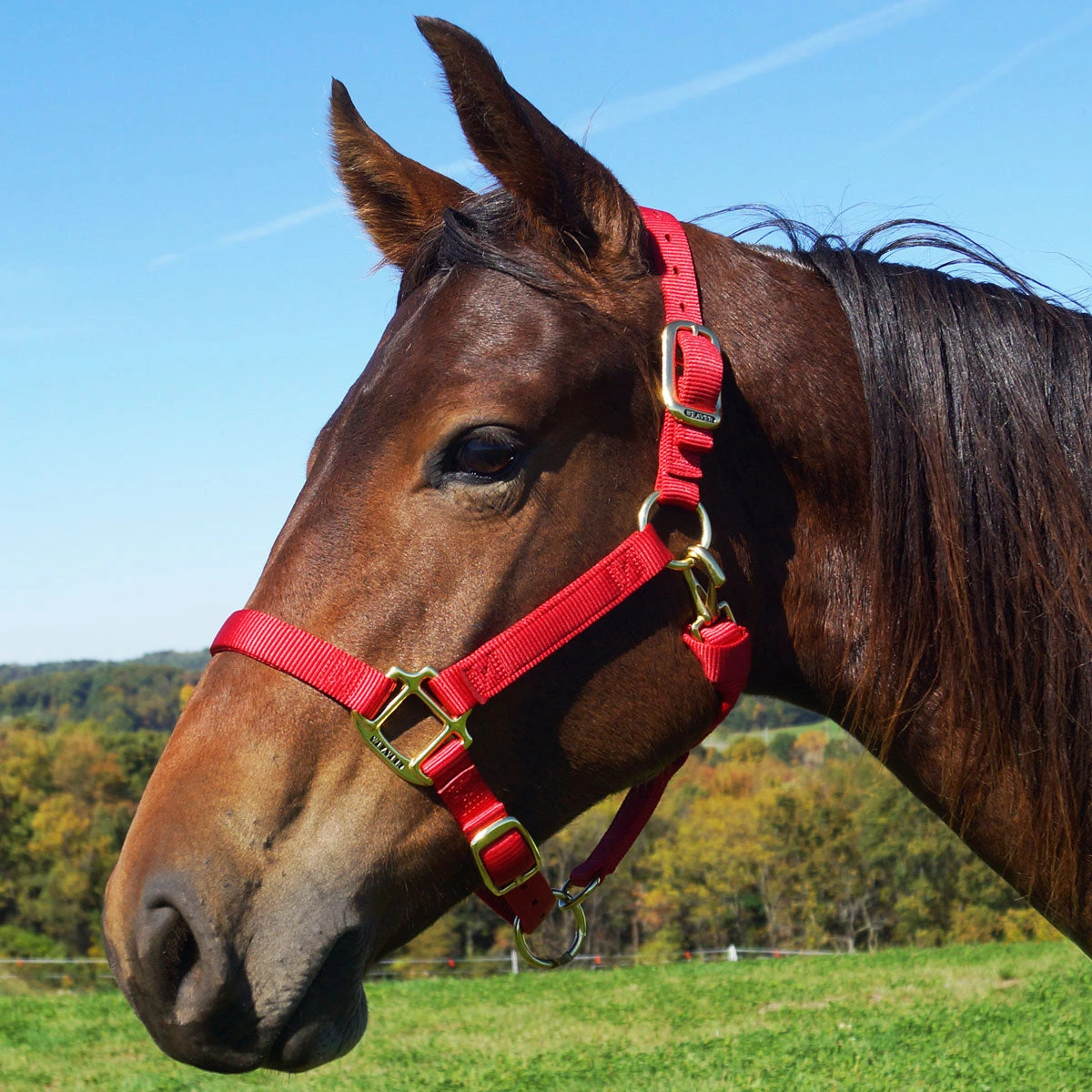 Weaver Leather Weaver Original Yearling Horse Nylon Halter 4 Weaver Leather Weaver Original Yearling Horse Nylon Halter - Image 2