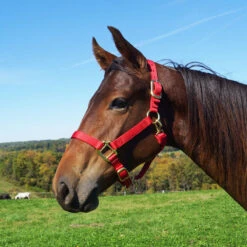 Weaver Leather Weaver Nylon Halter Average Horse Size 22 Weaver Leather Weaver Nylon Halter Average Horse Size -Lemieux Shop 35 7035 c1158