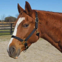 Weaver Leather Weaver Original Large Horse Nylon Halter -Lemieux Shop 35 7036 c1105 8656508d f35a 4be2 b743 5fdc63520481