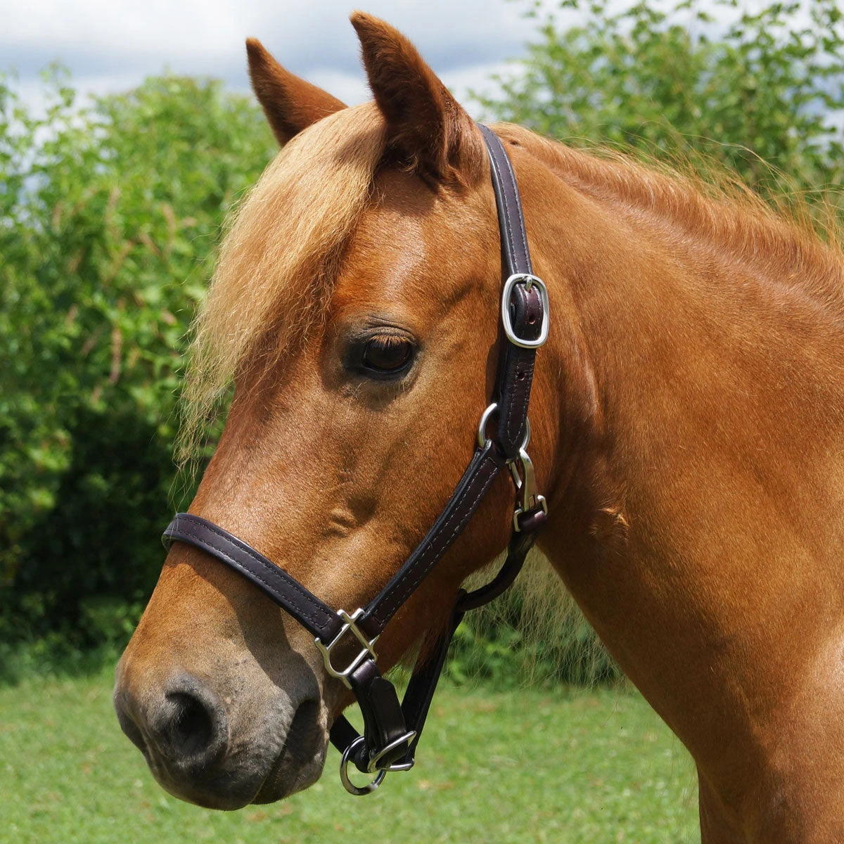 Mini Country Tack Deluxe Leather Halter 3 Mini Country Tack Deluxe Leather Halter
