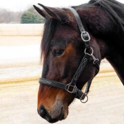 Quiet Creek Oxford Fancy Padded Leather Halter - Black -Lemieux Shop 4479pb c1105