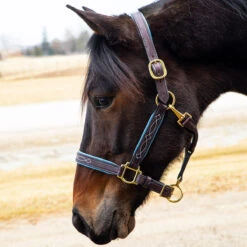 Quiet Creek Oxford Fancy Padded Leather Halter - Havana 7 Quiet Creek Oxford Fancy Padded Leather Halter - Havana -Lemieux Shop 4479ph c1137