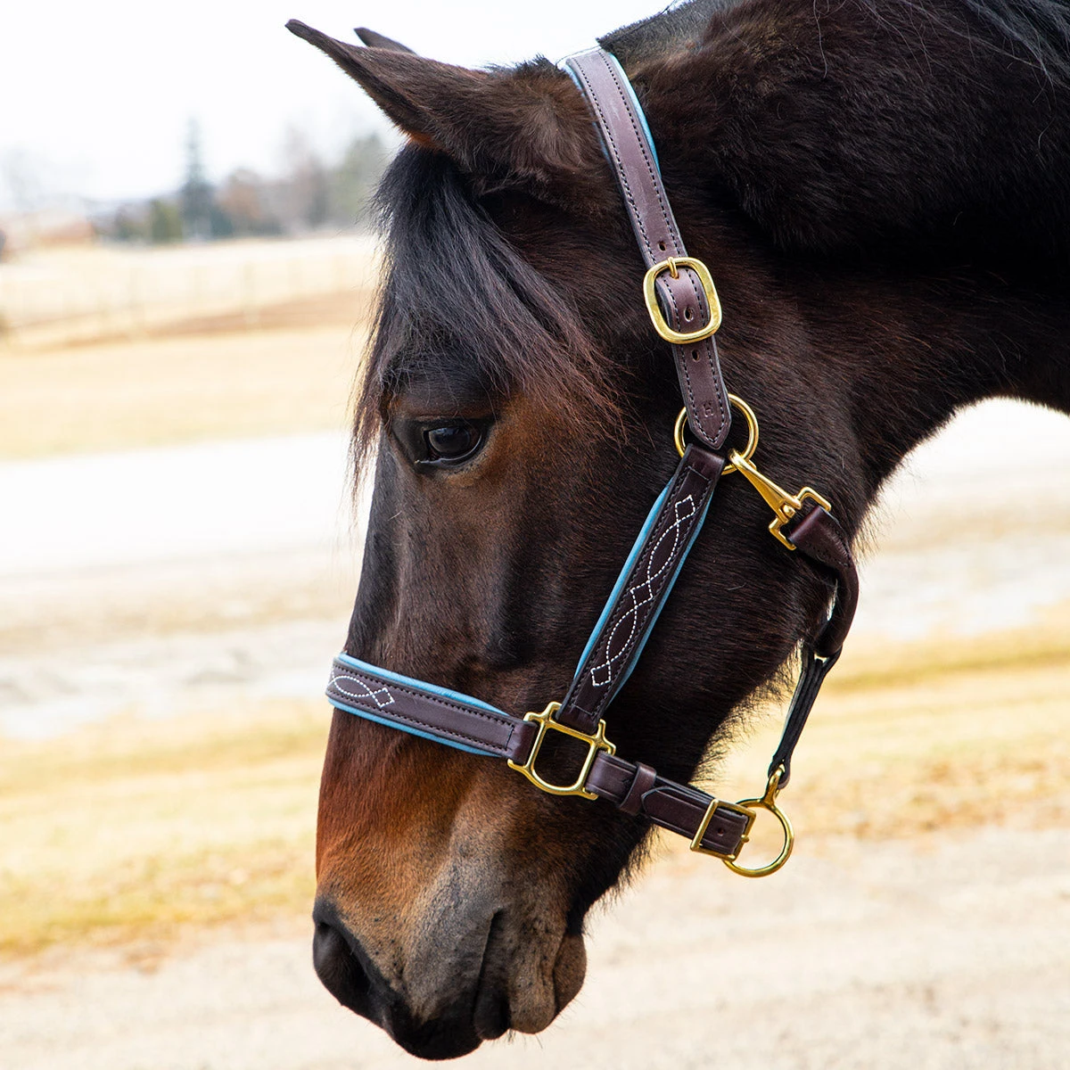 Quiet Creek Oxford Fancy Padded Leather Halter - Havana 5 Quiet Creek Oxford Fancy Padded Leather Halter - Havana - Image 3