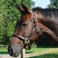 Quiet Creek Triple Stitched 1 Inch Leather Halter -Lemieux Shop 4479w c1109 d46e9278 2ac1 424c b79f d83c5448c1ab