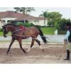 Pessoa Lunging System -Lemieux Shop 460300