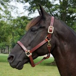 Walsh British Leather Halter 5 Walsh British Leather Halter -Lemieux Shop 5146 c1109 6c0a8041 0f98 47e8 96c1 8c72e0760c17