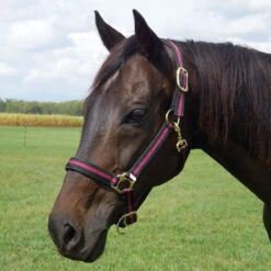 Country Pride Padded Two Tone Nylon Halter 13 Country Pride Padded Two Tone Nylon Halter -Lemieux Shop 858735 c1110