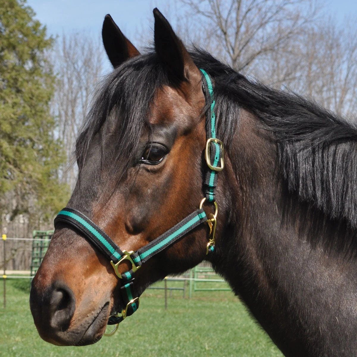 Country Pride Padded Two Tone Nylon Halter 6 Country Pride Padded Two Tone Nylon Halter - Image 4