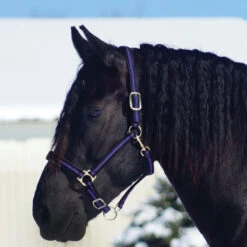 Country Pride Padded Two Tone Nylon Halter 12 Country Pride Padded Two Tone Nylon Halter -Lemieux Shop 858735 c1157