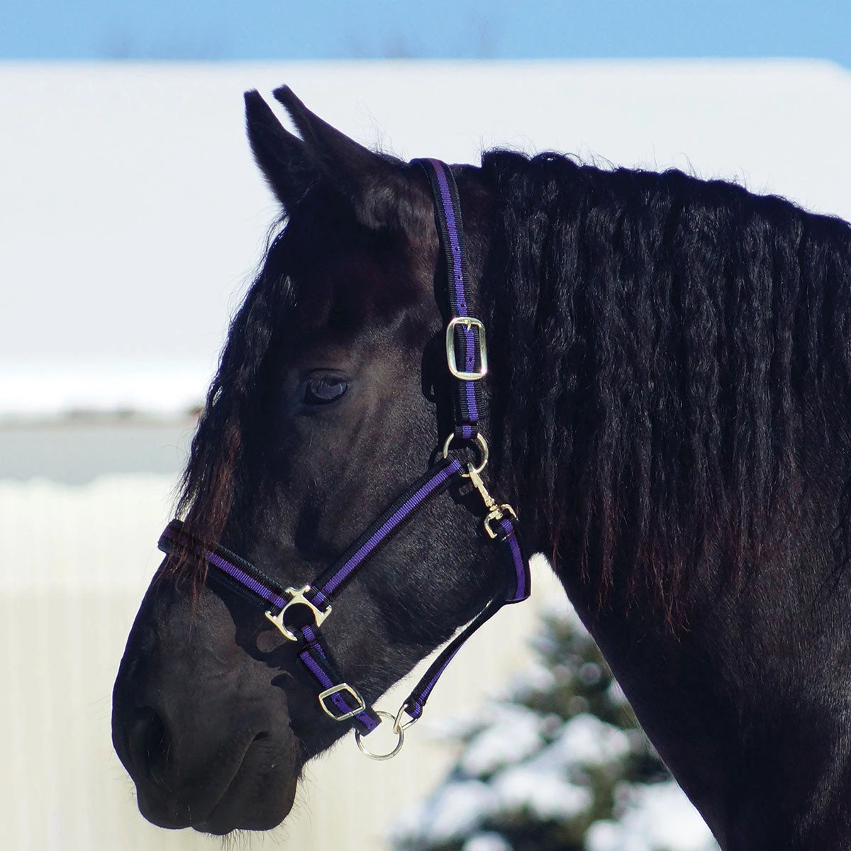 Country Pride Padded Two Tone Nylon Halter 7 Country Pride Padded Two Tone Nylon Halter - Image 5