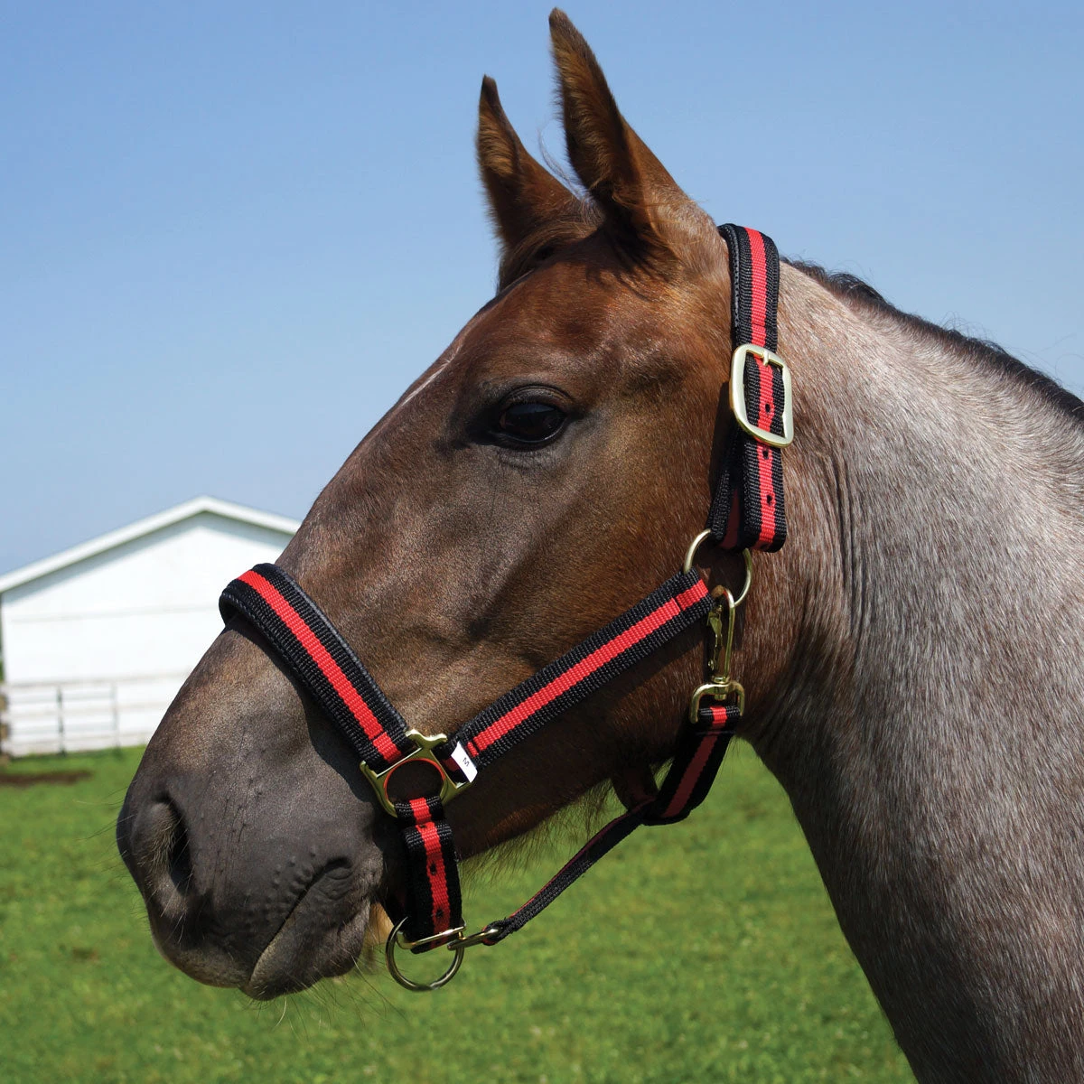 Country Pride Padded Two Tone Nylon Halter 4 Country Pride Padded Two Tone Nylon Halter - Image 2