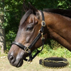 Fancy Stitched Padded Leather Halter With Matching Lead -Lemieux Shop 8763sk c1105 db699703 25e5 4219 bf18 9dce93b28c29
