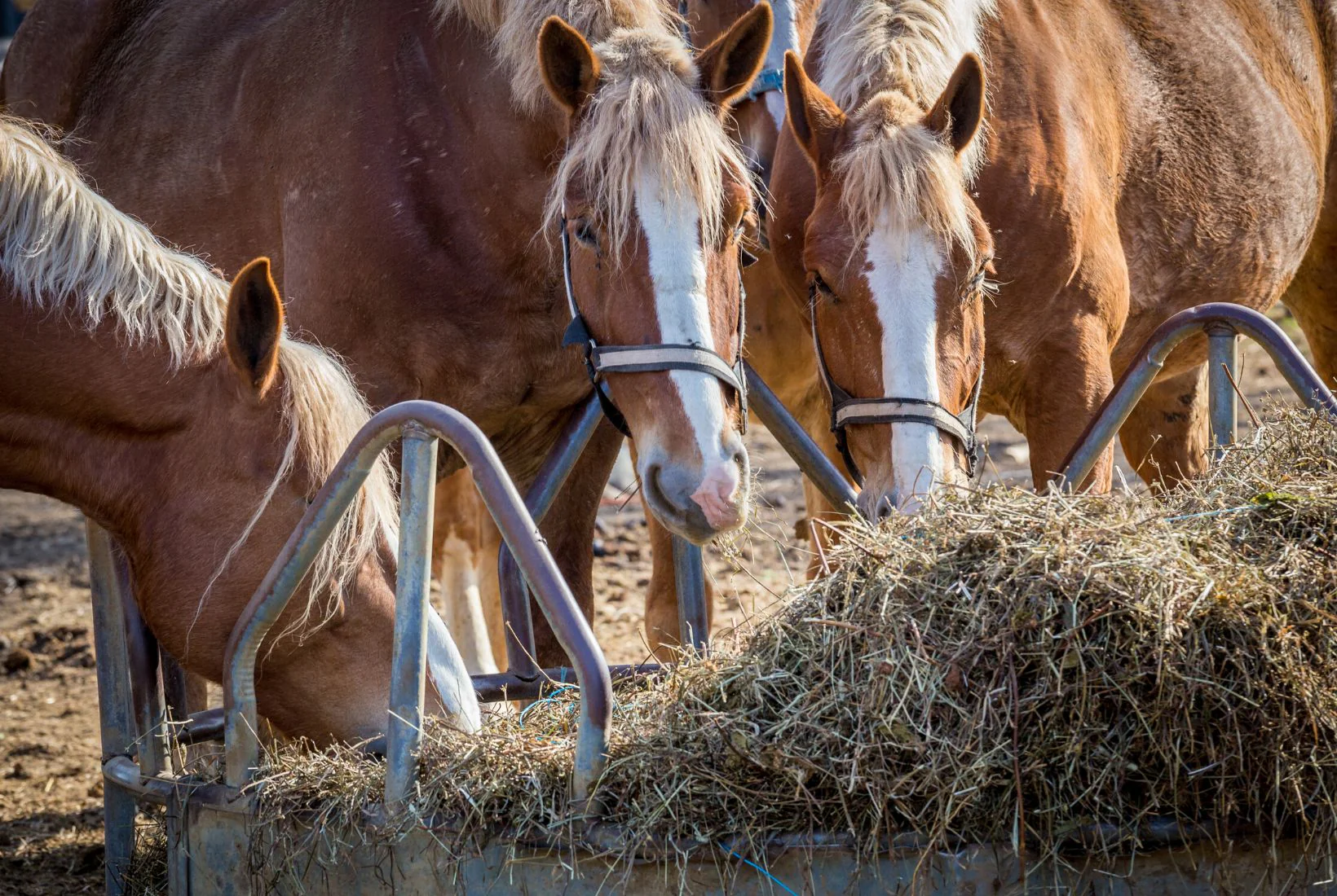Lemieux Shop -Lemieux Shop