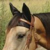 Cashels Comfort Ears Fly Protection -Lemieux Shop cebla