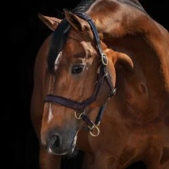 Rambo Micklem Halter -Lemieux Shop dhal8 c1109