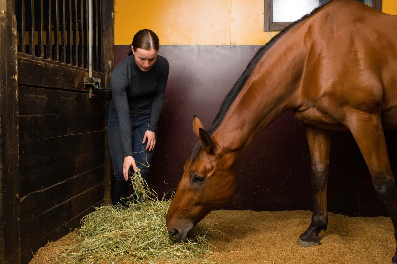 Lemieux Shop -Lemieux Shop horse eating green hay in stall